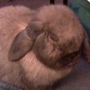 Meet your Posher, Judy